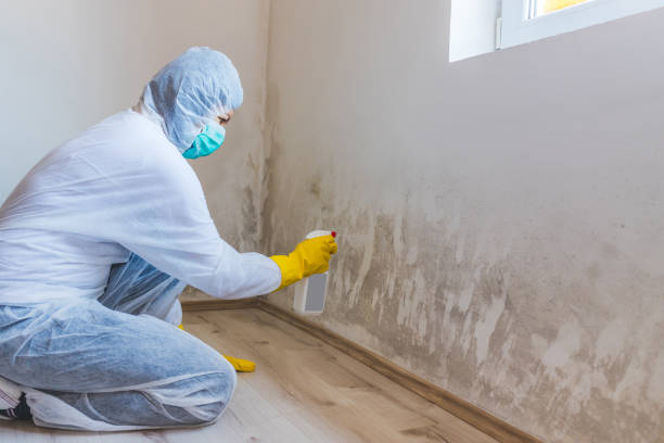 Licensed Attic Mold Removal service in Woodridge, IL - WQB Mold Removal