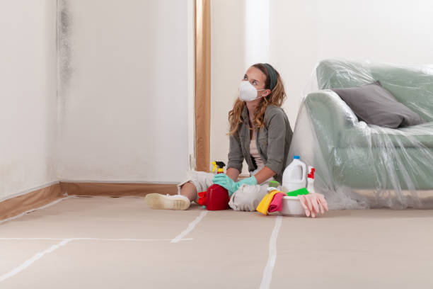 Trusted Attic Mold Removal service in Woodridge, IL - WQB Mold Removal