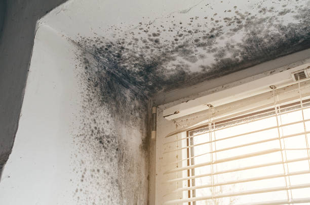 Affordable Attic Mold Removal solutions in Woodridge, IL