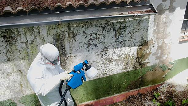 Top rated local Attic Mold Removal specialists in Woodridge, IL
